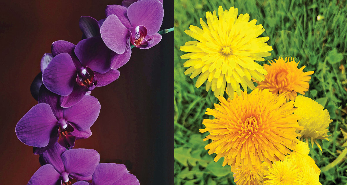 The View From My Section A Father S Perspective The Orchid And The Dandelion Each Beautiful In Its Own Way Forsyth Family Magazine